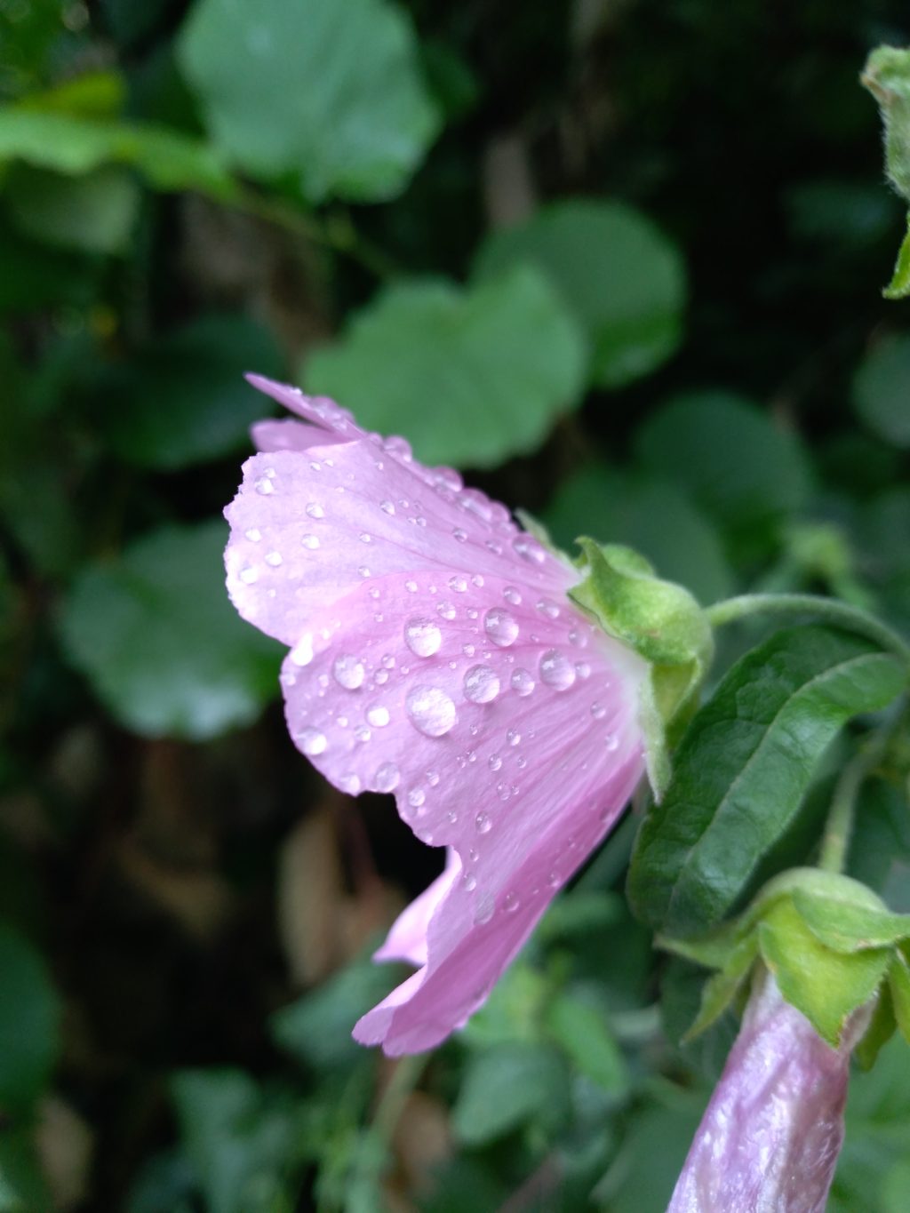 Blüte mit Wassertropfen vor grünem Hintergrund