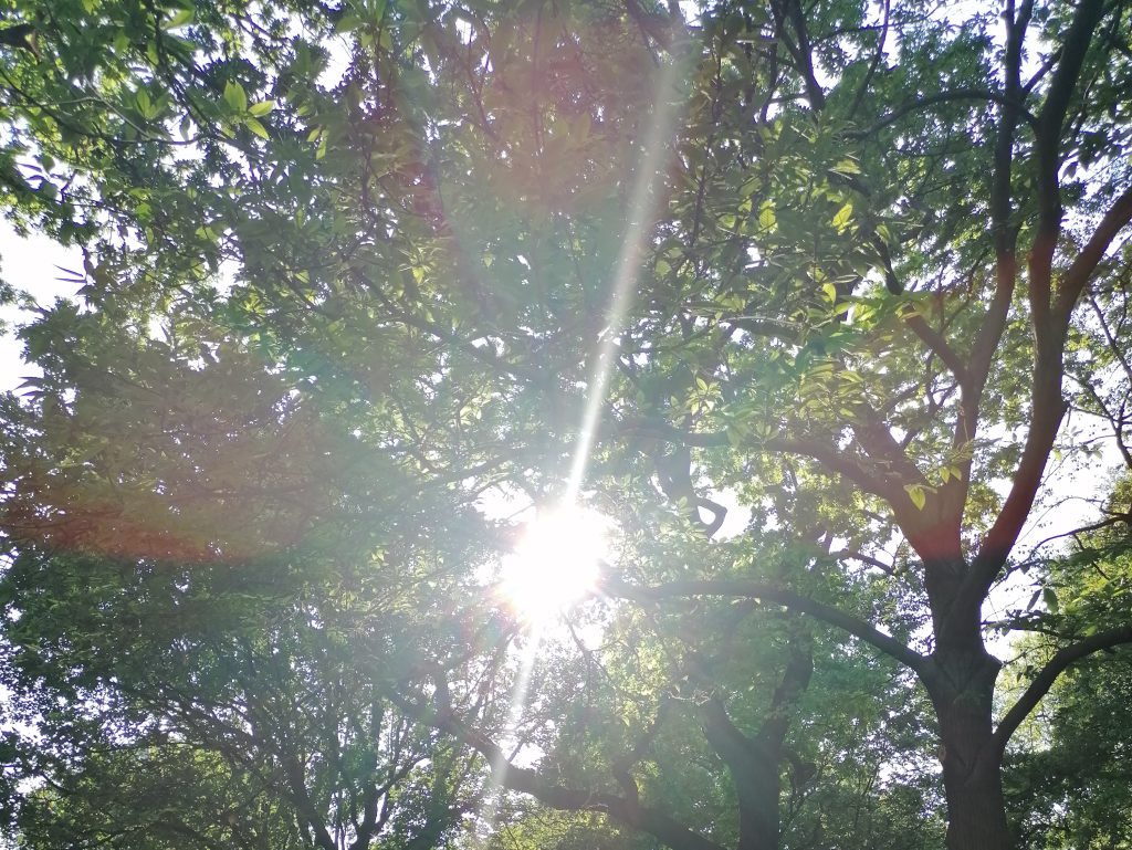 Sonnenstrahl leuchtet wie Blume durch Baumkrone