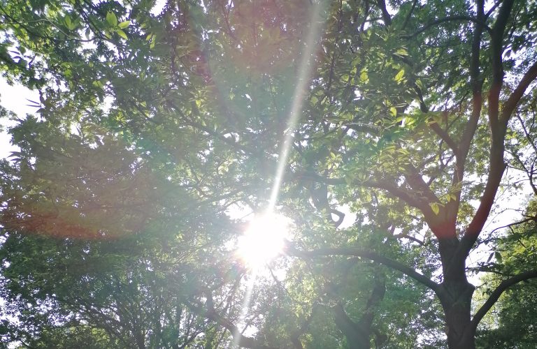 Sonnenstrahl leuchtet wie Blume durch Baumkrone